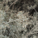 Shrubbery
